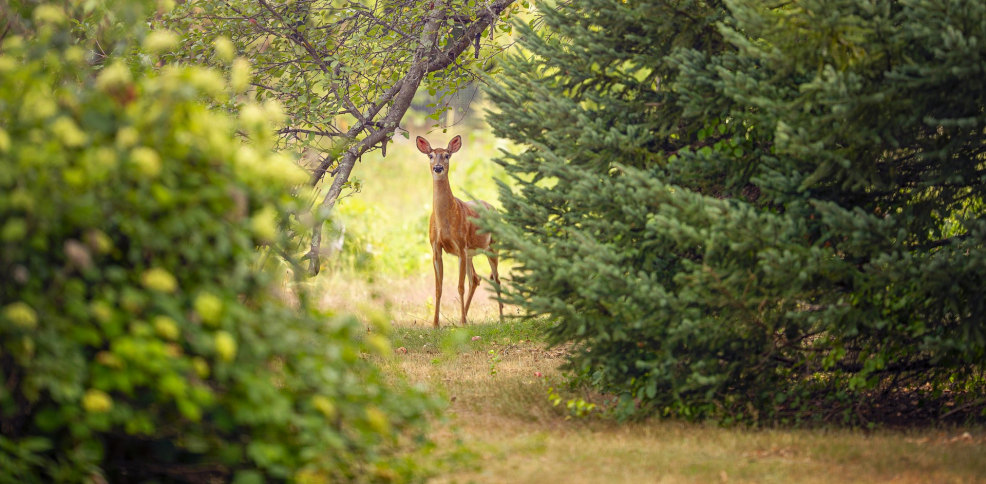 La Sierra de Ronda en famille